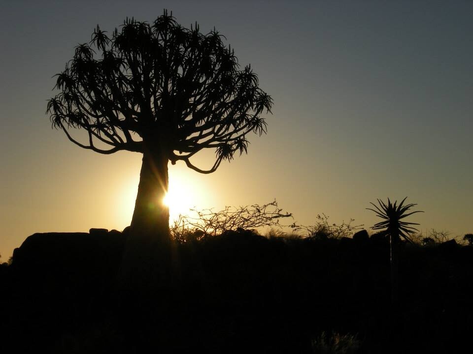 Tree at sunrise