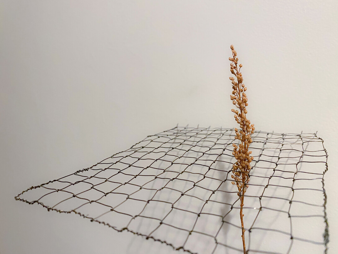 Carlie Antes, “Outgrowth,” 8” x 6” x 6”, wire and sorghum. 