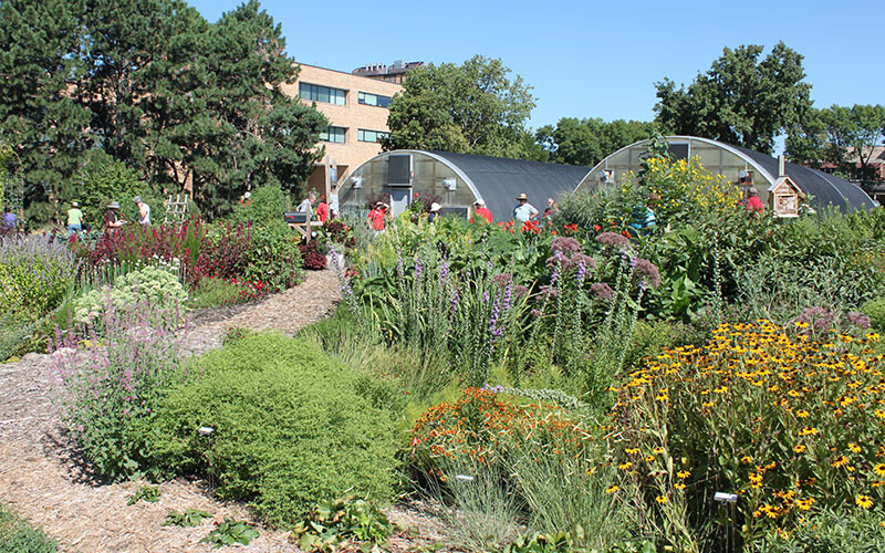 Backyard Farmer garden