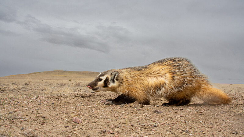 A badger creeps across the dirt.