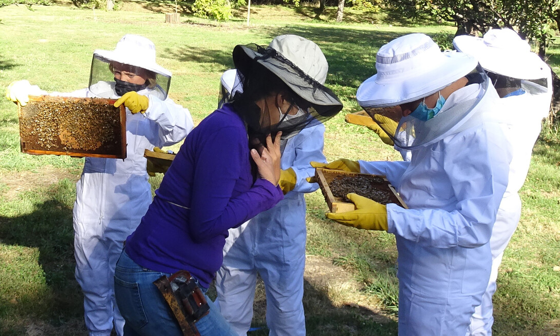 Bees Scouting