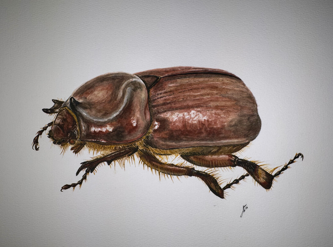 An illustration of Sartore's lesser rhino beetle.