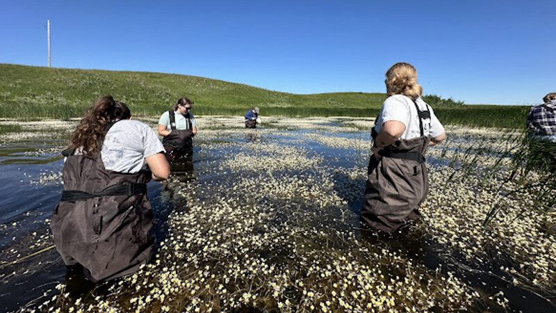 Britton (on right) wades into a prairie pothole to check the availability of different duck foods, like insects and small aquatic animals.