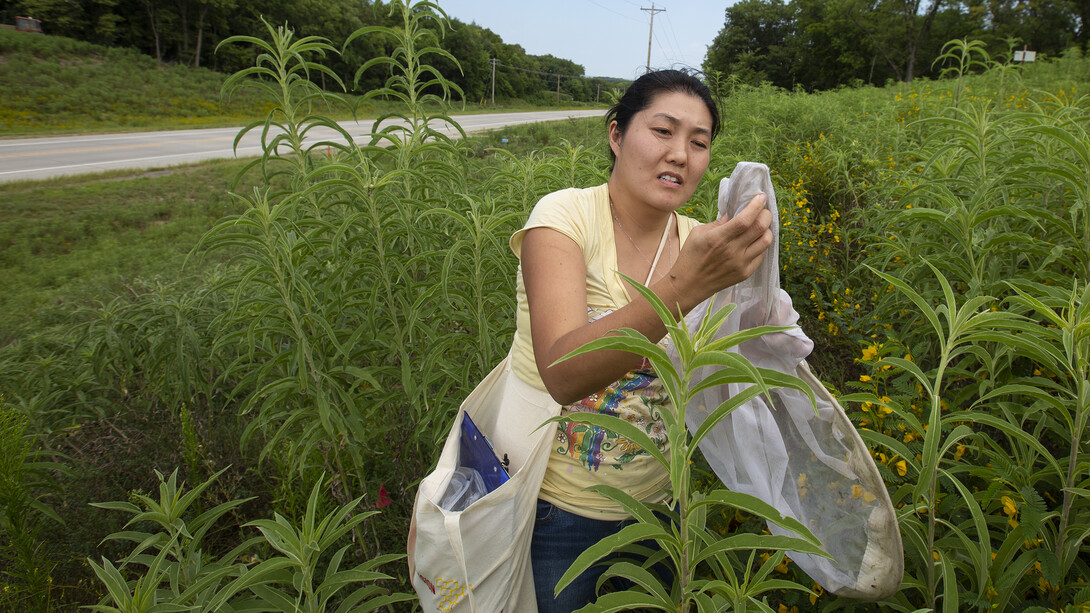 Judy Wu-Smart, director of the Nebraska Bee Lab, wrangles a bumblebee from a net as part of Kayla Mollet's research project near Union.