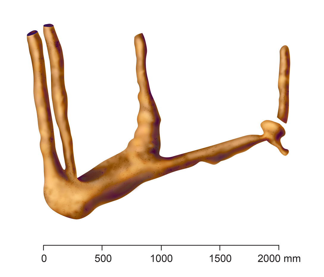 A colorized plate showing the three-dimensional reconstruction of a late Miocene (6-7 million-year-old) rodent burrow system. The vertical shafts are entrance or exit tunnels that connect to the ground surface. This burrow system was re-used by multiple generations of marmotine ground squirrels.