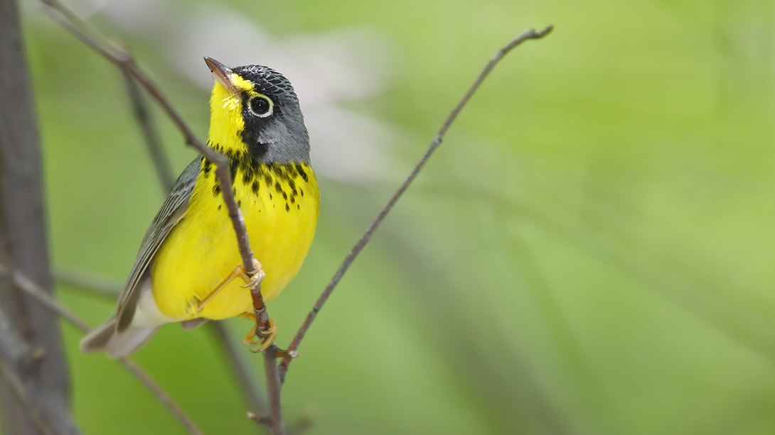 Canada warbler