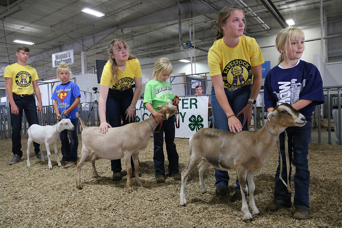 Clover Kids Showmanship at the 2021 Lancaster County Super Fair 4-H Dairy Goat Show