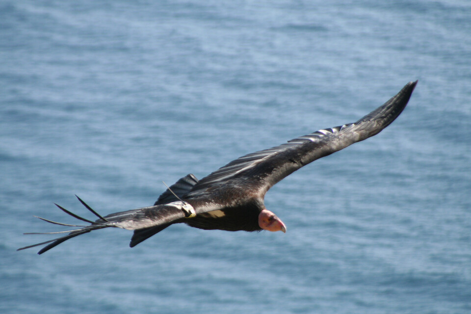 California condor flies along the coast of California. A new project led in part by UNL's Daizaburo Shizuka, is designed to help protect the condors.