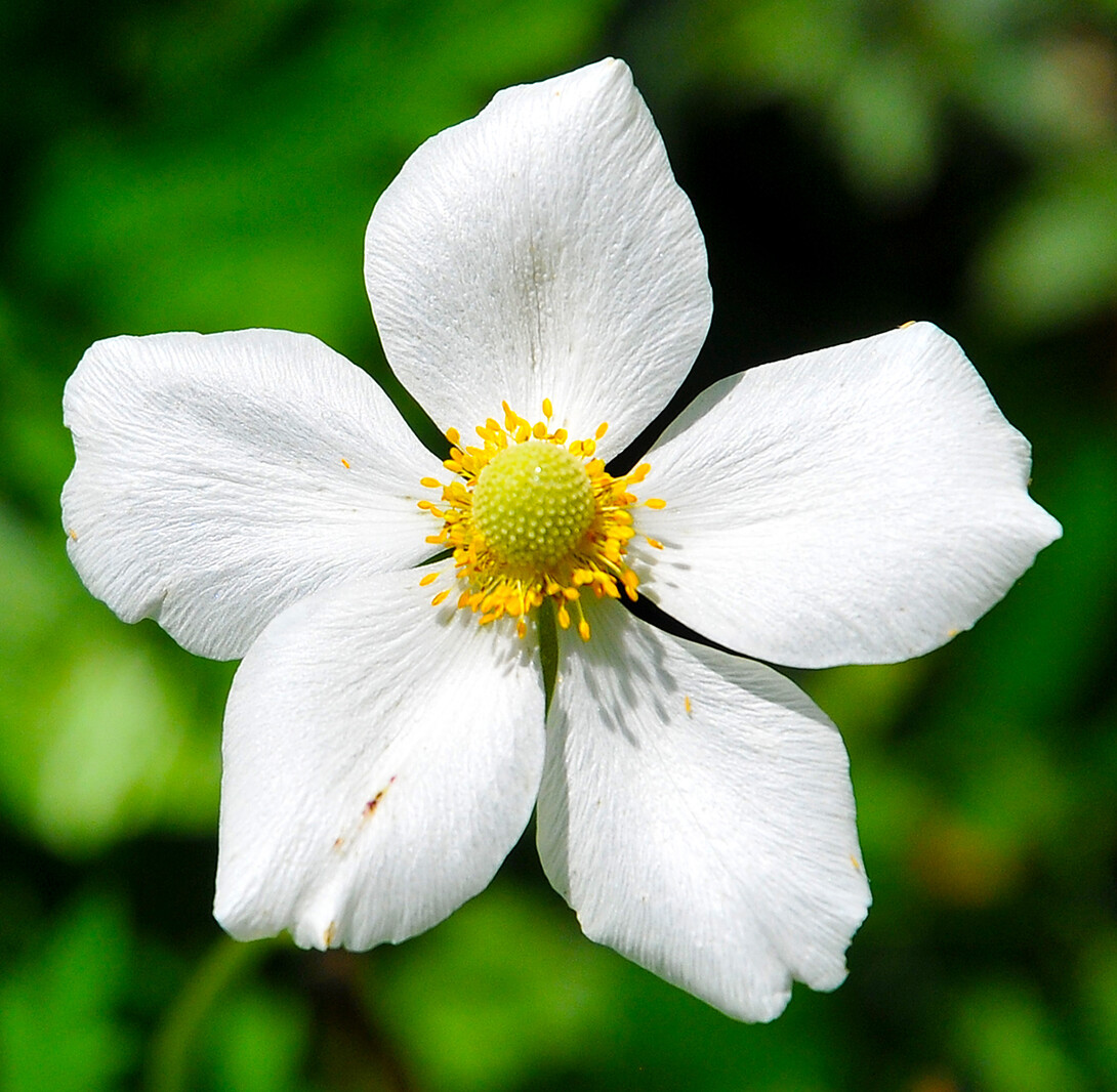 Logan Calhoun Prairie Poppy Mallow (Callirhoe alcaeoides)