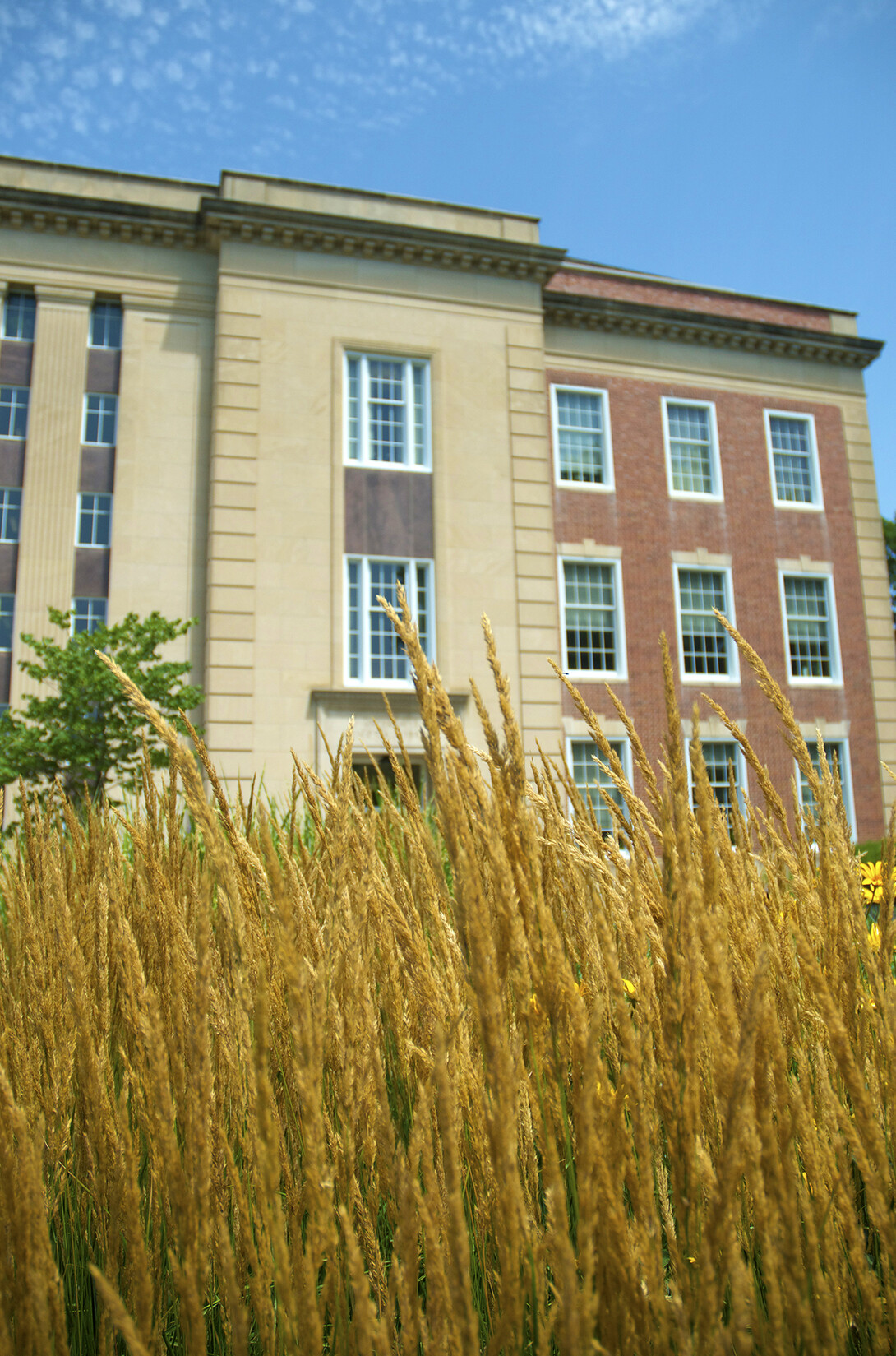 Karl Foerster Feather Reed Grass (Calamagrostis x acutiflora) and Love Library South.