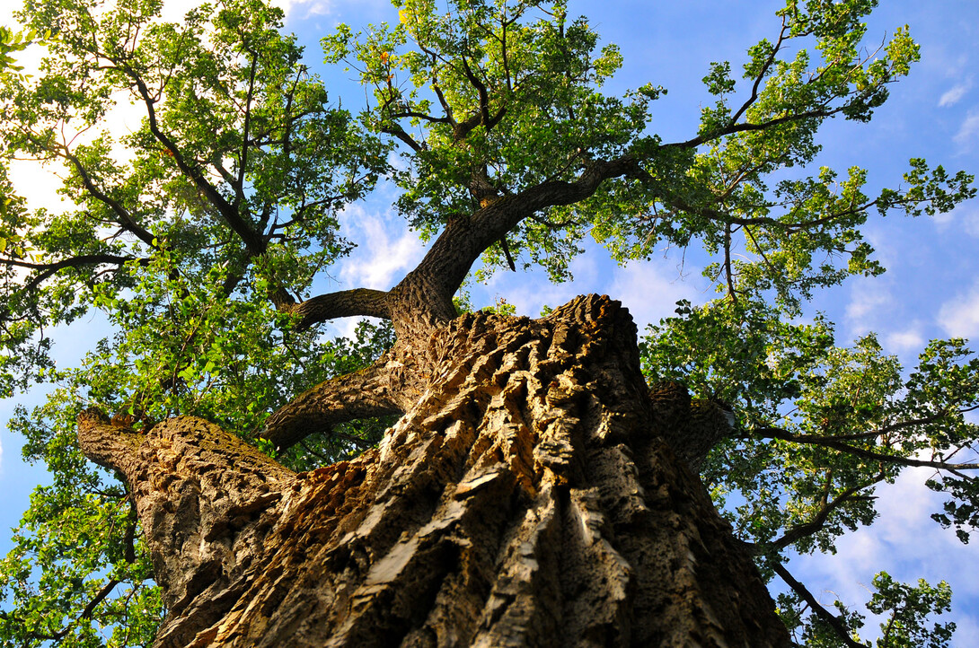 The Eastern Cottonwood located in the middle of UNL's Maxwell Arboretum.