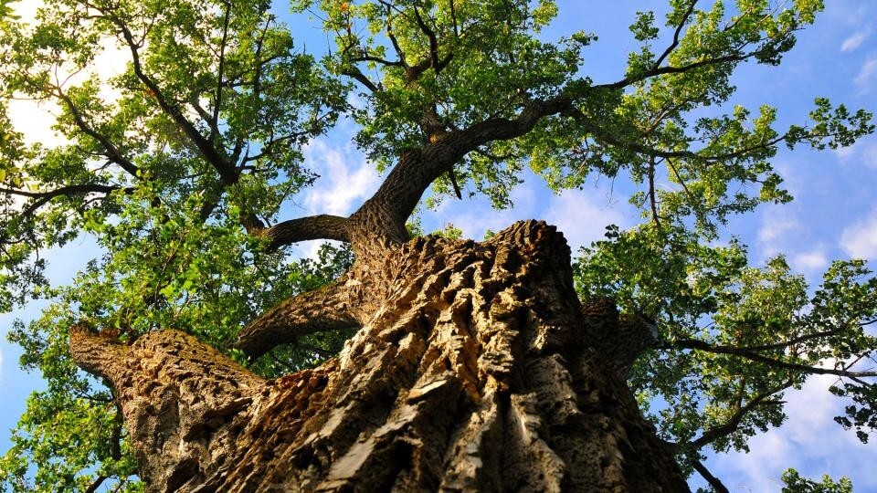 The Eastern Cottonwood located in the middle of UNL's Maxwell Arboretum.