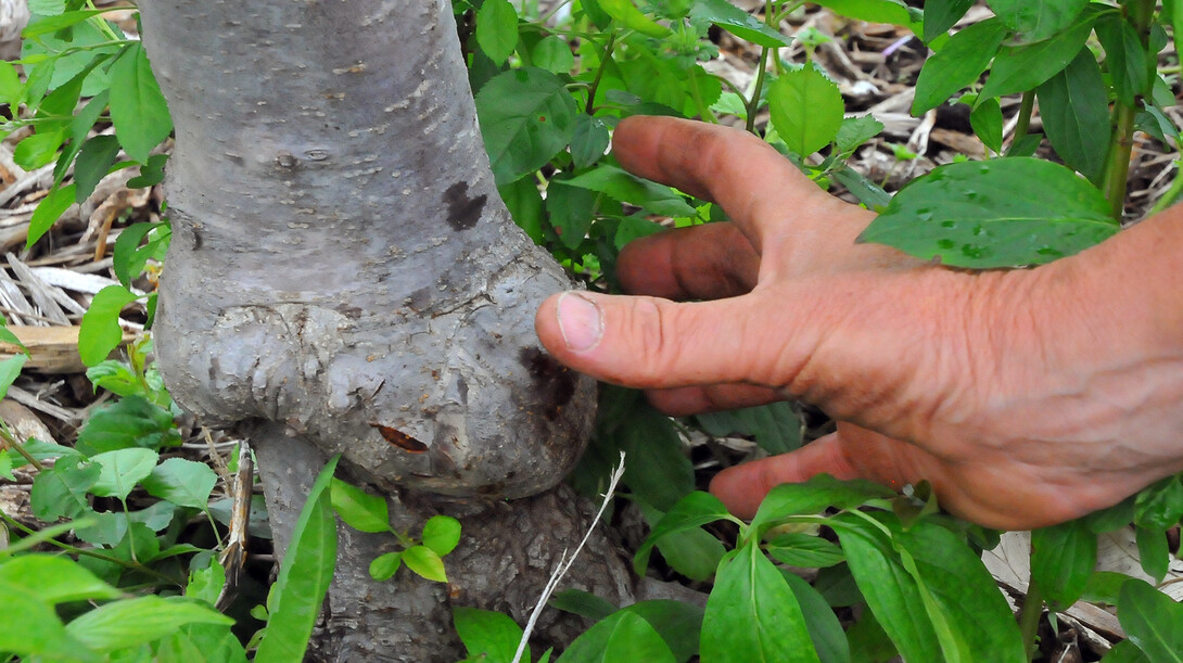 Laurence Ballard shows how sometimes a bulge occurs at the point where a tree bud is attached to rootstock. The bulge can create a weak point in the tree.