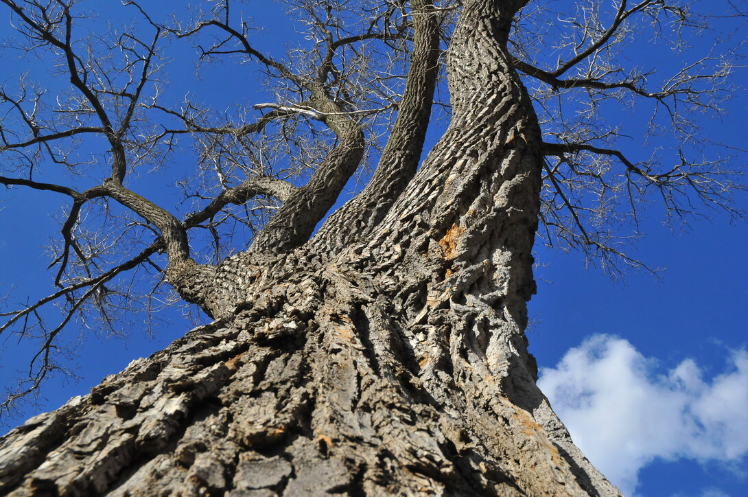 According to UNL's Bob Hendrickson, the Cottonwood tree in Maxwell Arboretum is among the top five most beautiful trees on campus.