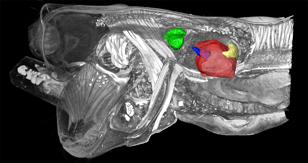 Micro-CT Scan