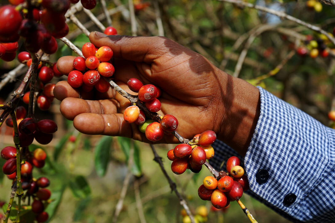 Ripe cherries are shown on a coffea arabica tree in Ethiopia