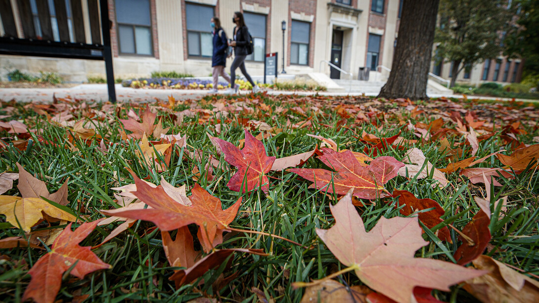 Fall leaves