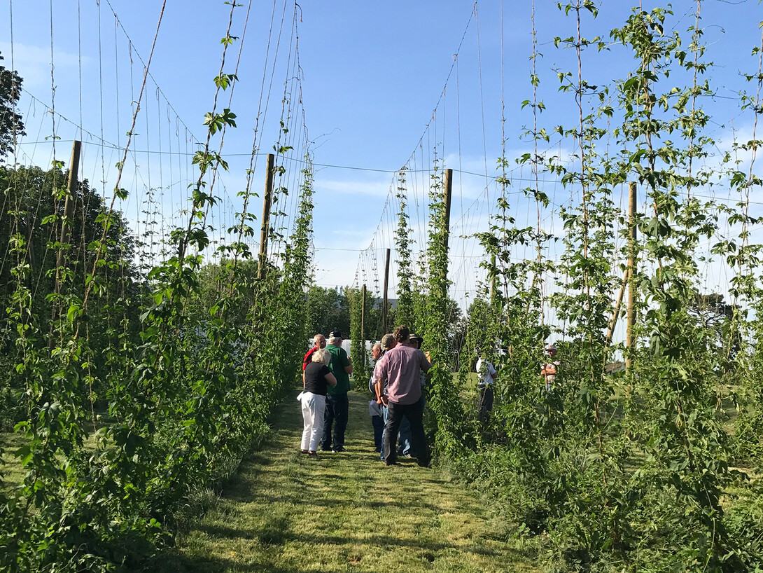 Nebraska Hops will hold an Introduction to Hop Production workshop June 8 at the University of Nebraska–Lincoln.