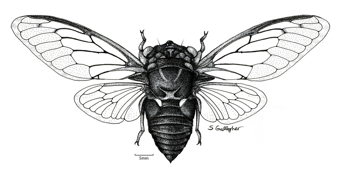 Scientific Illustration class 2019