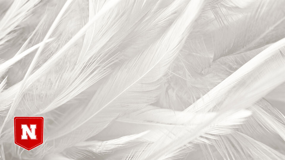 Feathers