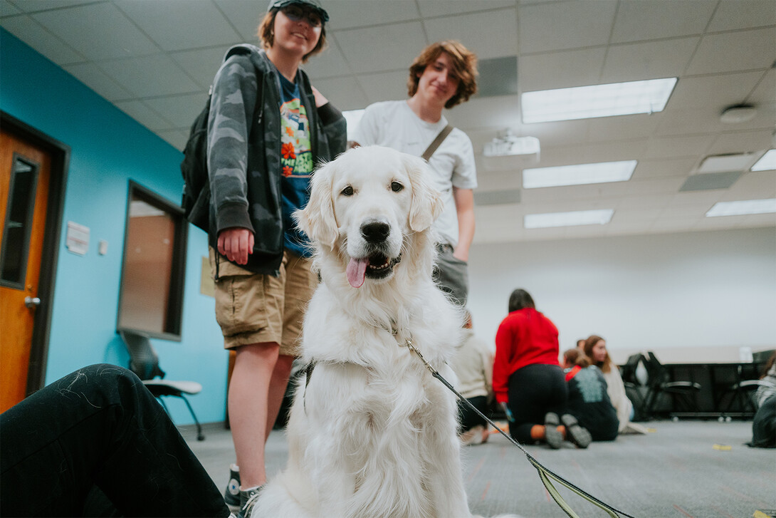 A cream-colored golden retriever sits and looks into the camera