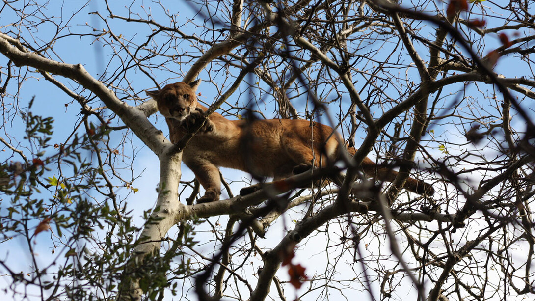 Mountain lion in tree