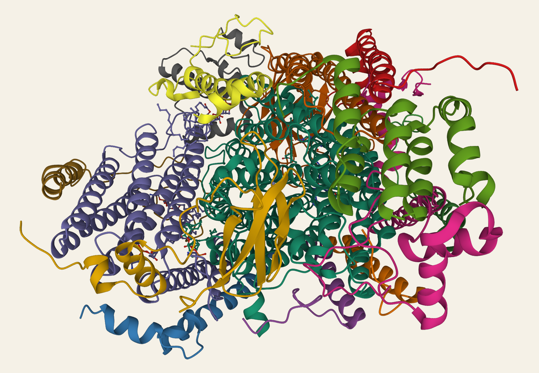 Cytochrome c oxidase