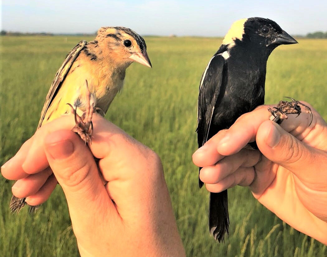 Bobolinks