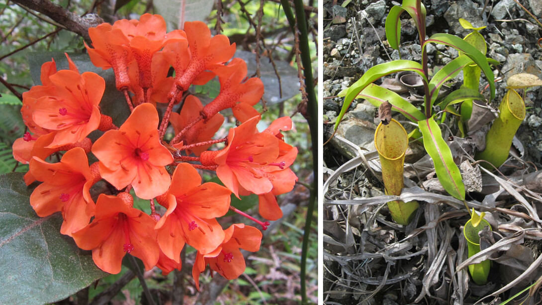 Rhododendron & pitcher plant