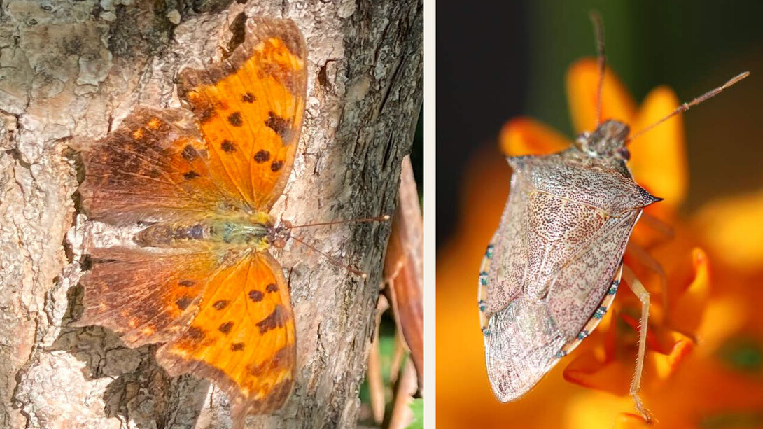 Eastern comma butterfly & spined soldier beetle