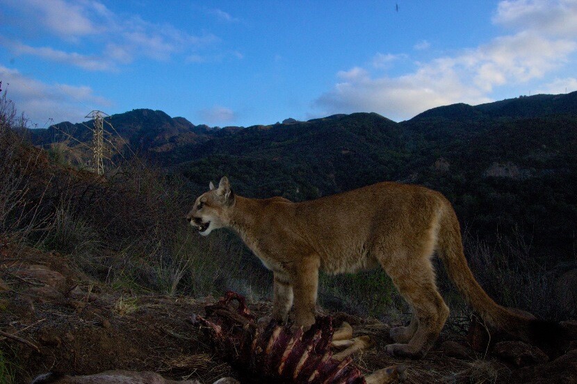 Mountain lion