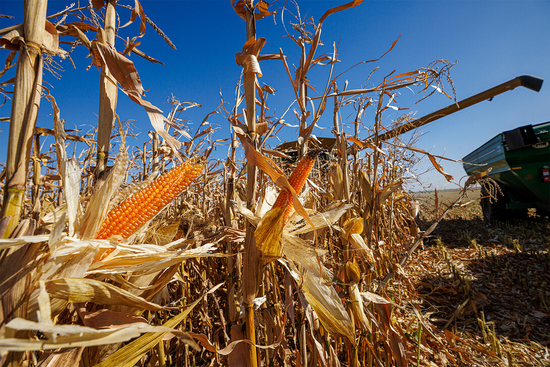 Popcorn on stalk