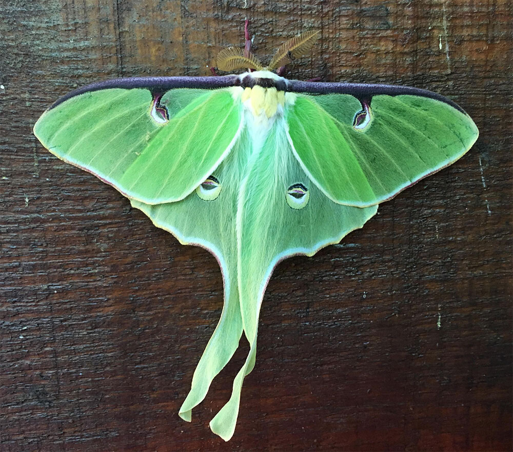 Luna moth