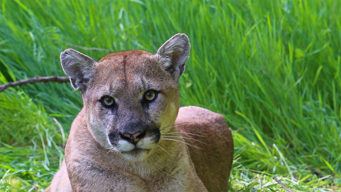 Mountain lion