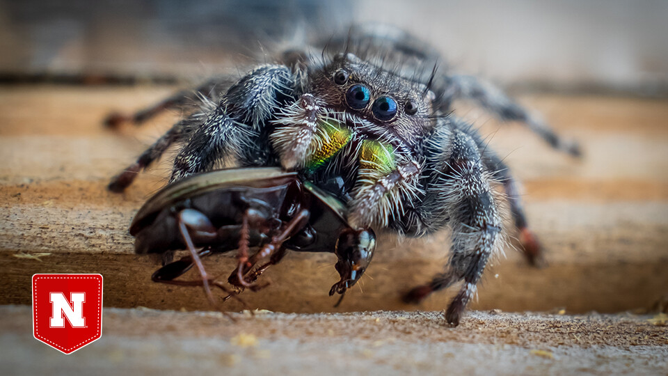 Bold jumping spider