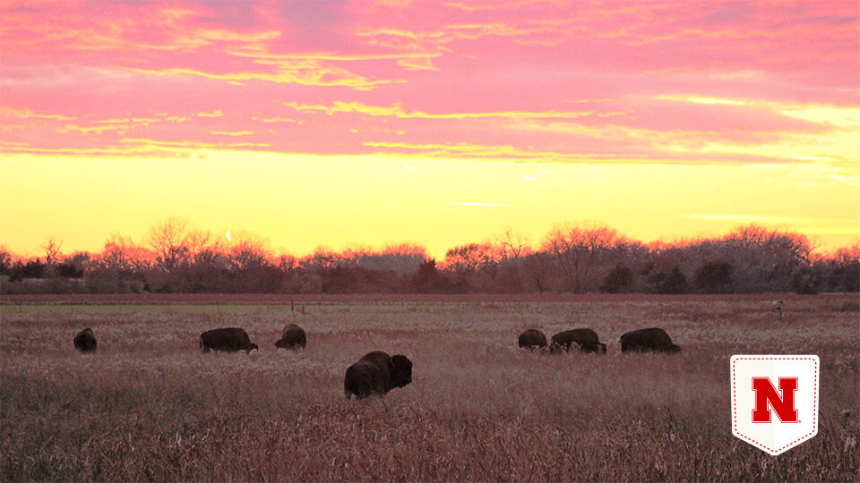 American bison