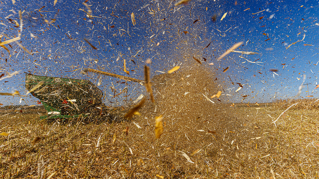 Popcorn field harvesting