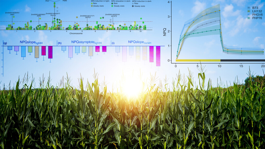 Cornfield overlaid with graphs