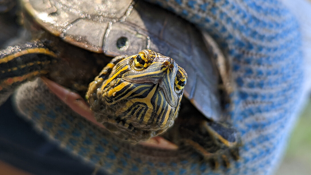 Painted turtle