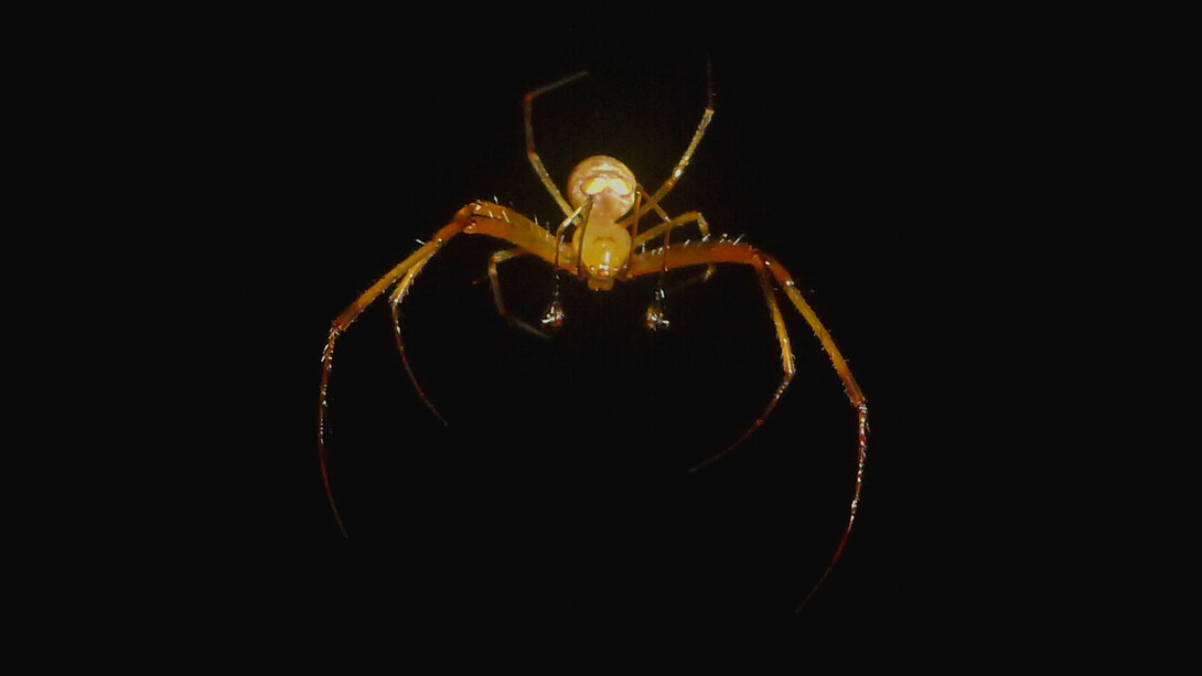 A pirate spider dangles from a dragline against a black background