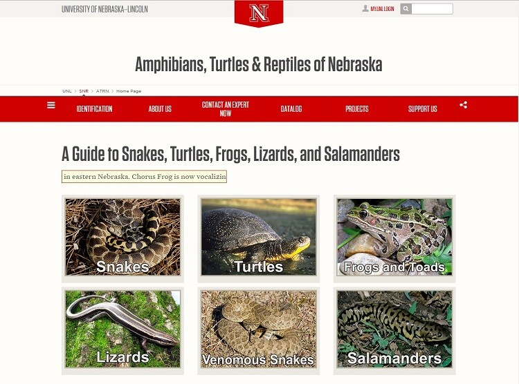The "Amphibians, Turtles & Reptiles of Nebraska" website is managed by Dennis Ferraro and his team at UNL's School of Natural Resources.