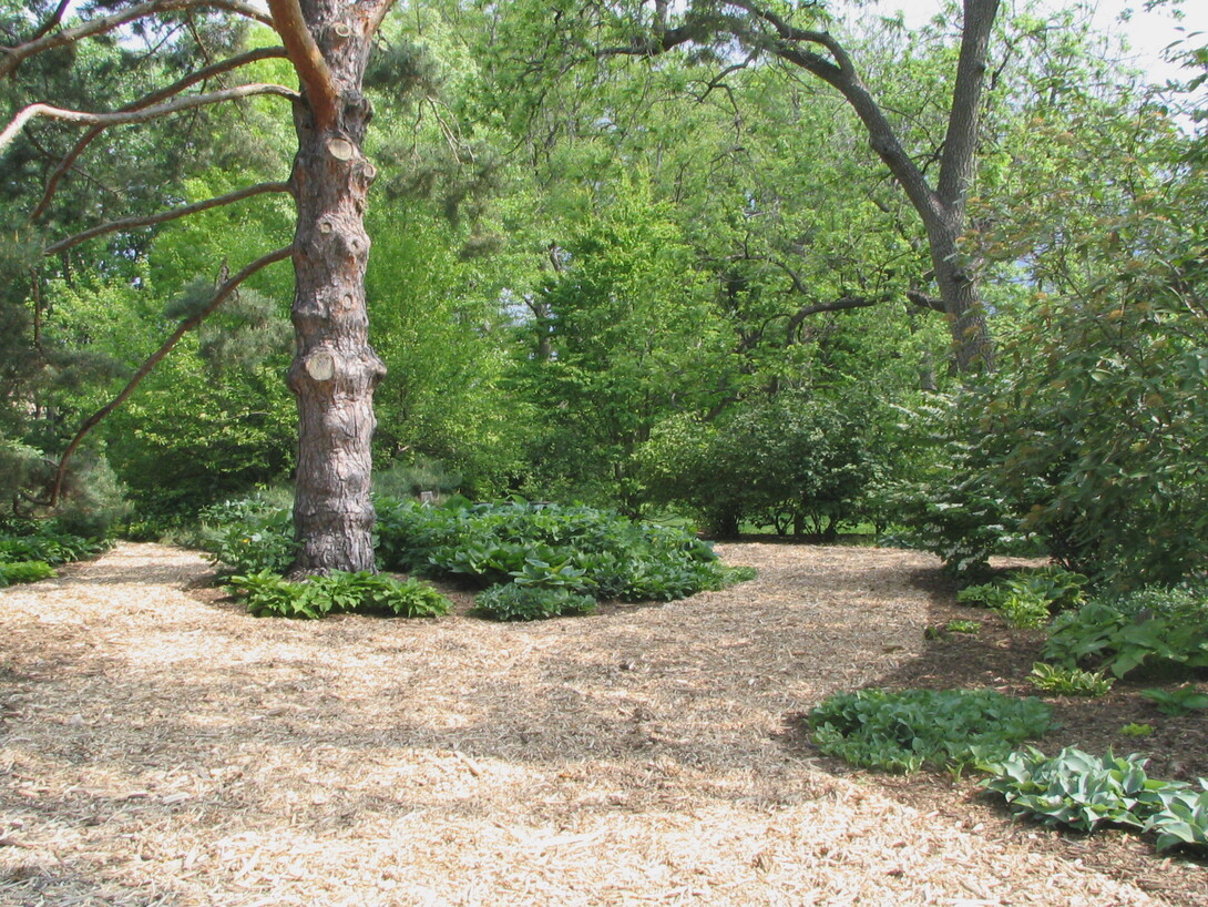 A Maxwell Arboretum walking path