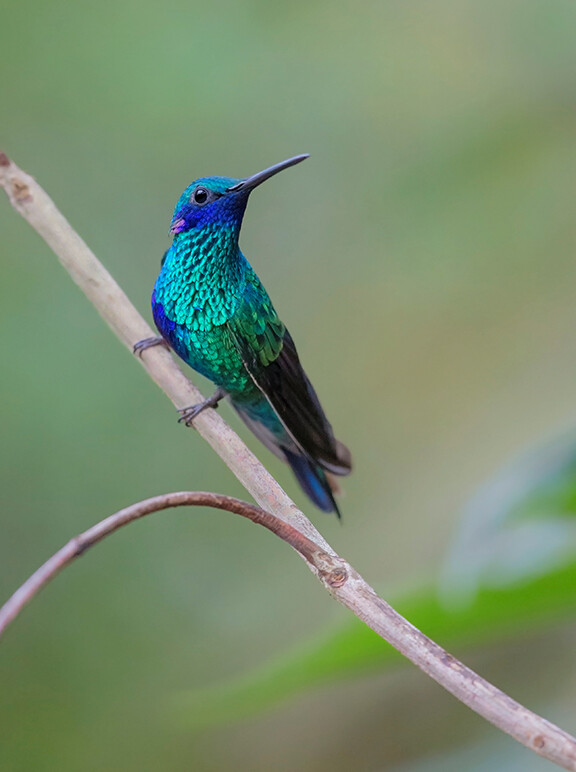 Sparkling violetear hummingbird