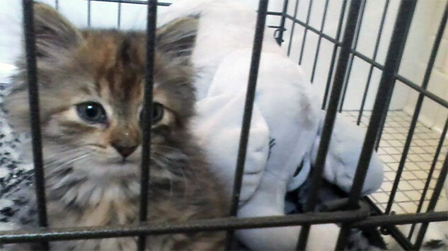 Husker Cat 252, which crawled into Ozgur Araz's car while it was parked on campus. The cat was rescued with assistance from Husker Cats volunteers and mechanics at Auto Connection.