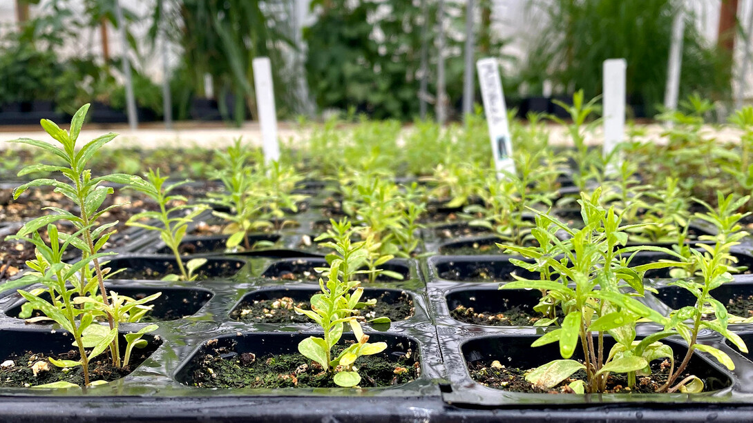 The Range Management Club will be giving away free native Nebraska plants in the Nebraska East Union on April 29.