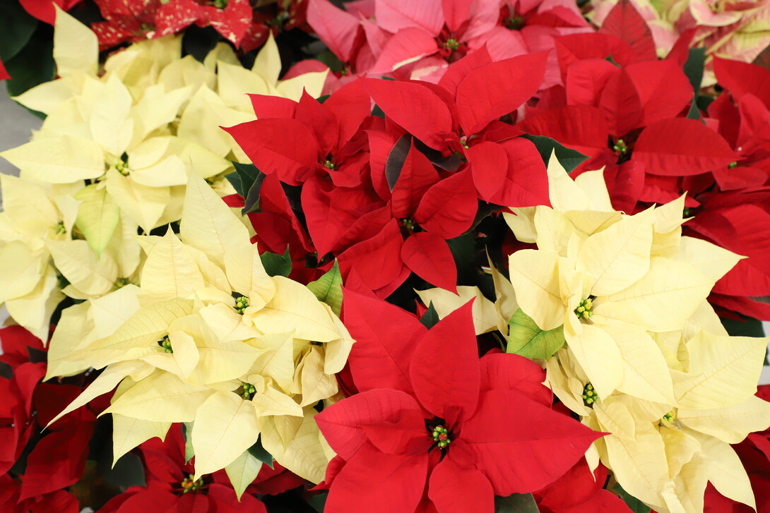 Poinsettia's are grown and cared for by Horticulture Club members in greenhouses during the fall semester on the University of Nebraska–Lincoln East Campus.
