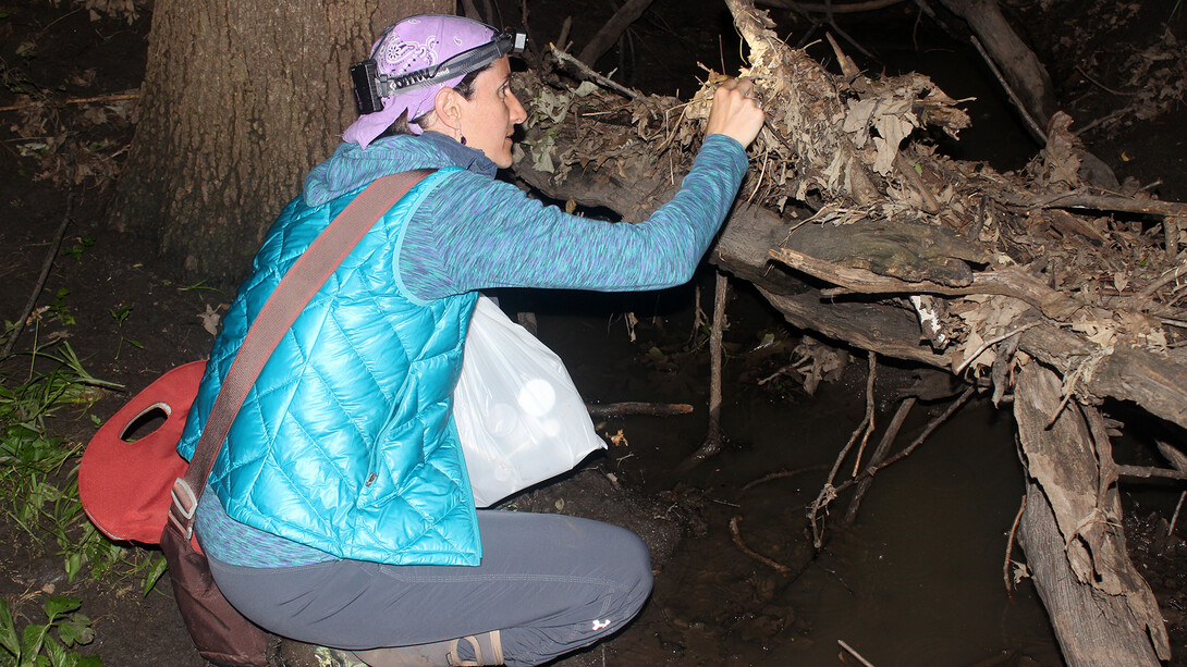 Eileen Hebets searches for fishing spiders at Lincoln's Wilderness Park last spring.