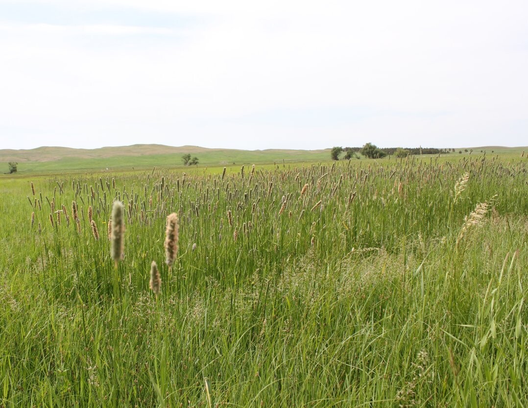 How about cutting your grass hay to match grass nutrient content with nutritional needs of your livestock?  Photo courtesy of Troy Walz.