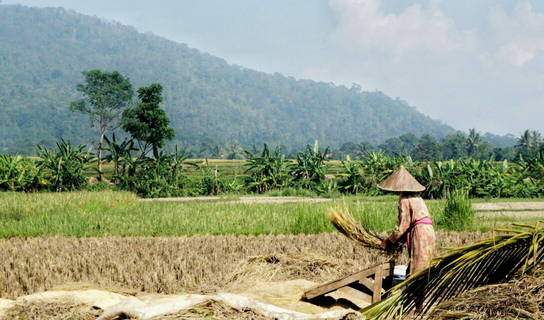 Rice field in Banten Province, Indonesia. Patricio Grassini | Agronomy and Horticulture