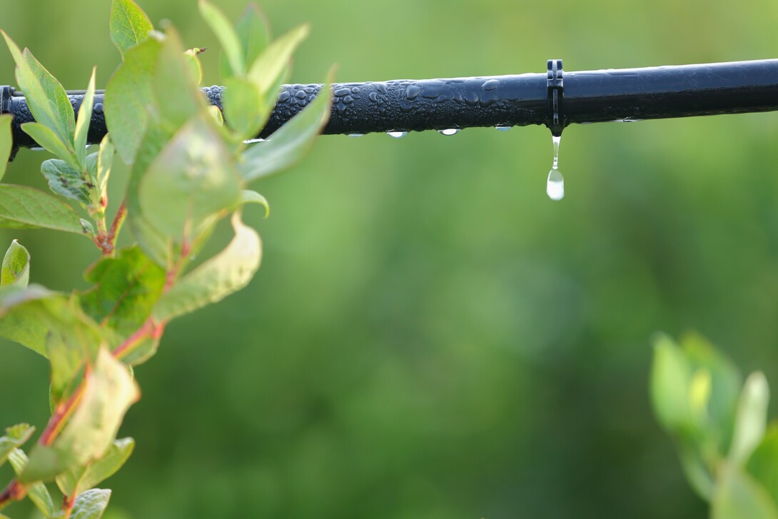 Irrigation Drip System